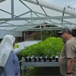 Kunjungi Biara Klaris, Fransiscus Go Apresiasi Pengelolaan Hidroponik yang Produktif