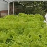 Panen Kedua Hidroponik Biara Klaris Kefamenanu Bukti Kemandirian Pangan Komunitas