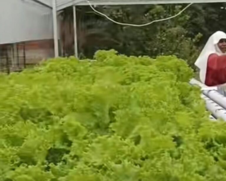 Panen Kedua Hidroponik Biara Klaris Kefamenanu Bukti Kemandirian Pangan Komunitas