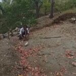 Potensi Lokal Jadi Kekuatan, YFMG Dampingi Warga Maumolo Menuju Kemandirian