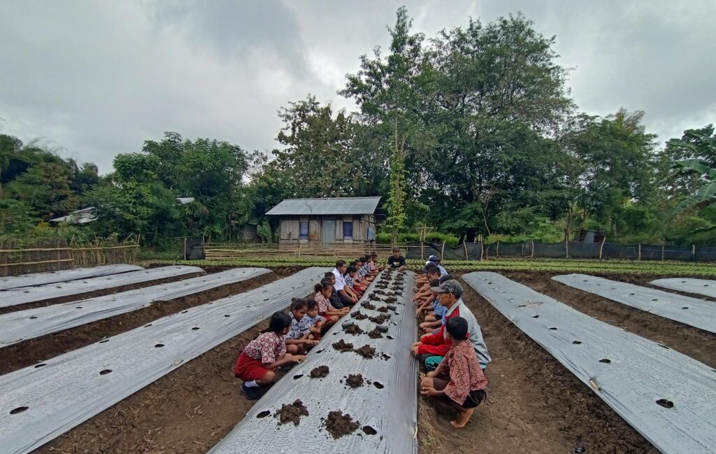YFMG Kenalkan Dunia Pertanian kepada Pelajar SD dan SMP di Maumolo Melalui Kegiatan Tanam Cabai Bersama