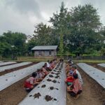 YFMG Kenalkan Dunia Pertanian kepada Pelajar SD dan SMP di Maumolo Melalui Kegiatan Tanam Cabai Bersama