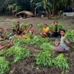 Panen Sayur Petani Maumolo Tunjukkan Hasil Positif, Perkuat Ketahanan Pangan dan Ekonomi Warga