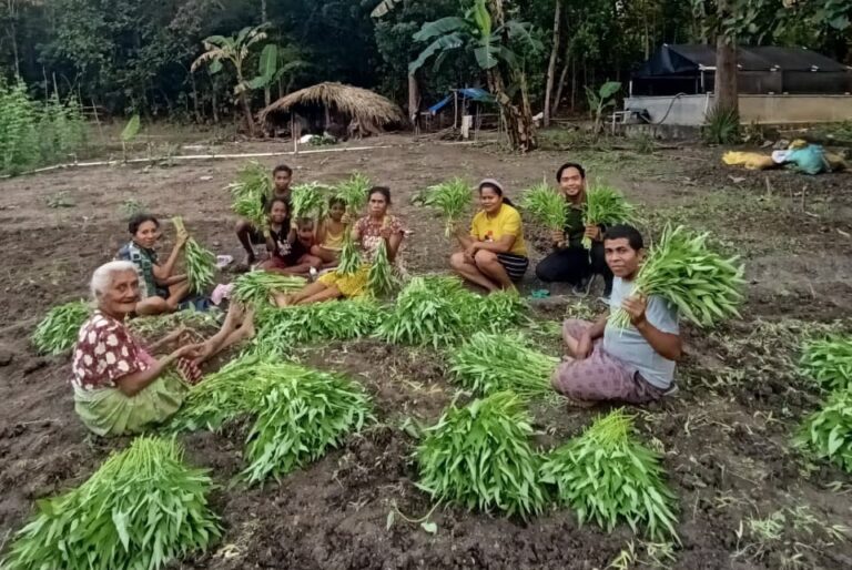 Panen Sayur Petani Maumolo Tunjukkan Hasil Positif, Perkuat Ketahanan Pangan dan Ekonomi Warga