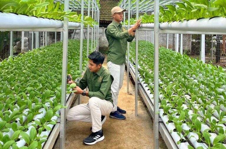 Nara Kupu Village Sukses Kembangkan Hidroponik NFT, Hadirkan Solusi Pertanian Modern untuk Ketahanan Pangan