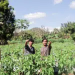 YFMG Buktikan Potensi Cabai di Maumolo Lewat Kebun Percontohan Lahan Tak Produktif