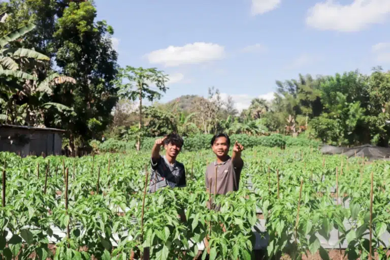 YFMG Buktikan Potensi Cabai di Maumolo Lewat Kebun Percontohan Lahan Tak Produktif